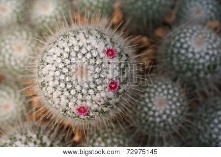Round cacti with blooming flowers