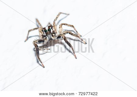 Jumping Spider