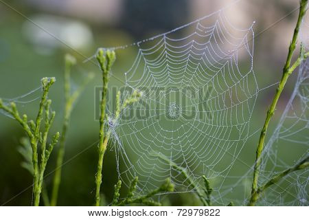 Cobweb