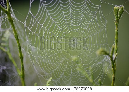 Cobweb