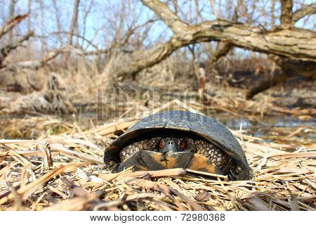 Blandings Turtle (Emydoidea blandingii)