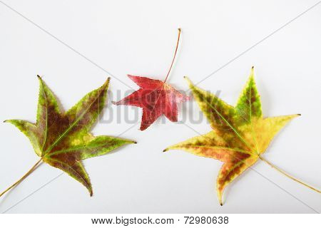 falen multicolored autumanal leaves
