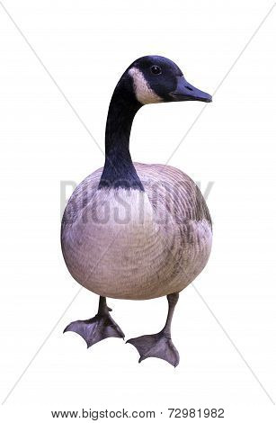 nature Goose bird isolated on white background