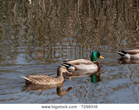 오리 오리 (anas Platyrhynchos) 쌍