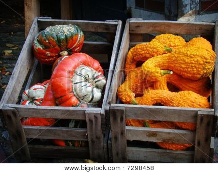 dekorative Pumpkins in Boxen zierkÃ¼rbisse in kisten
