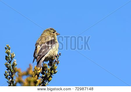 American Goldfinch And Sky