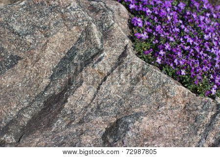 stone texture with little violet flowerets
