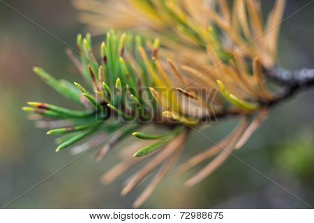 Branch With Cones