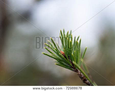 Branch With Cones