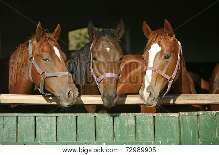 Nice thoroughbred foals in the stable door