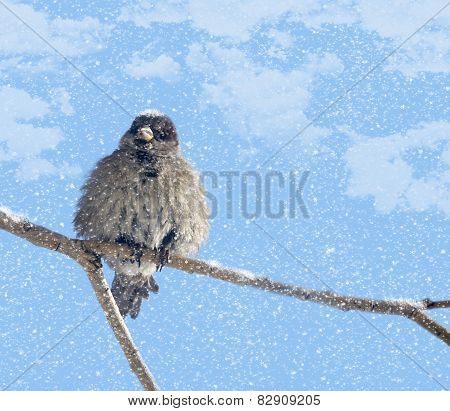 Disheveled sparrow and snow