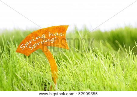 Label With Spring Has Sprung On Green Grass
