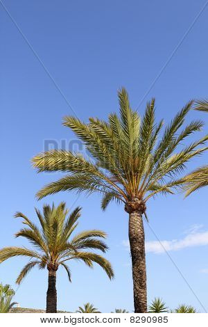 Phoenix Canariensis Palm ağaçlar gökyüzü mavi
