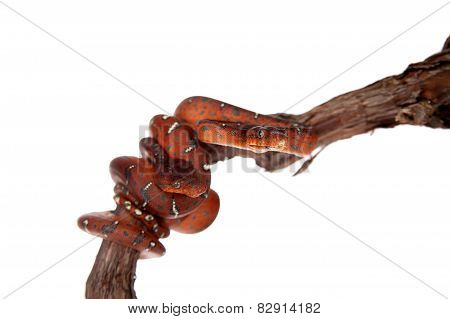 Emerald tree boa, 2 days old, isolated on white