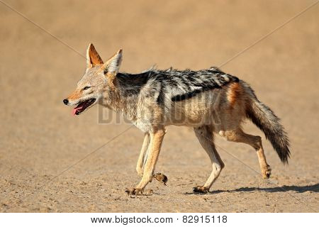 A black-backed Jackal (Canis mesomelas) running, Kalahari desert, South Africa