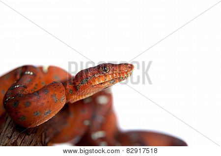 Emerald tree boa, 2 days old, isolated on white