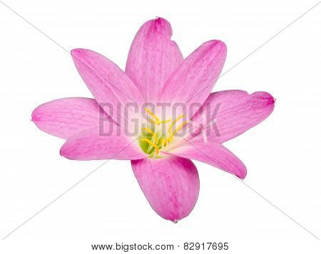 Zephyranthes Lily, Rain Lily ,fairy Lily, Little Witches Isolated With Clipping Path