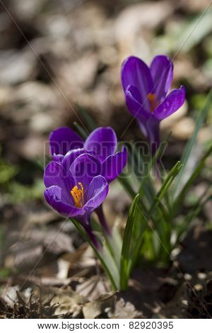 Crocus vernus Purpureus Grandiflorus Flowers