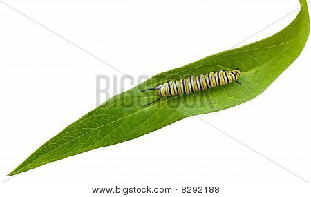 Caterpillar