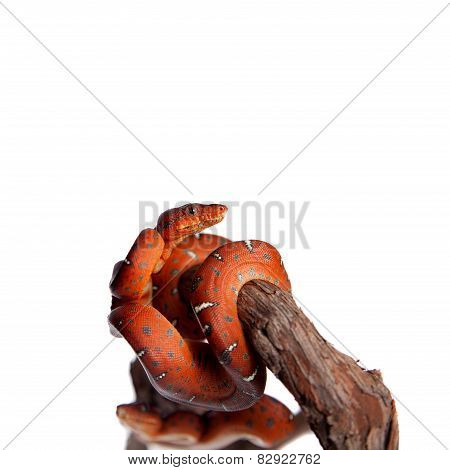 Emerald tree boa, 2 days old, isolated on white