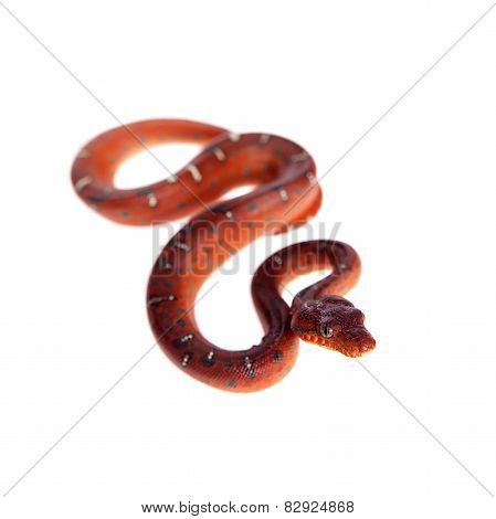 Emerald tree boa, 2 days old, isolated on white