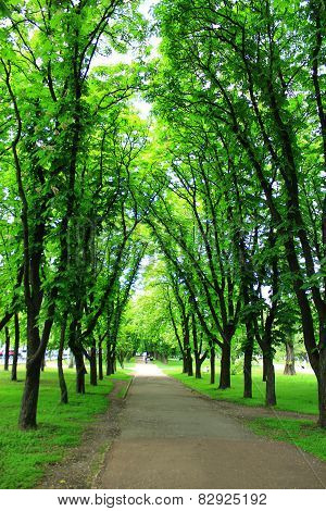 Beautiful Park With Many Green Trees