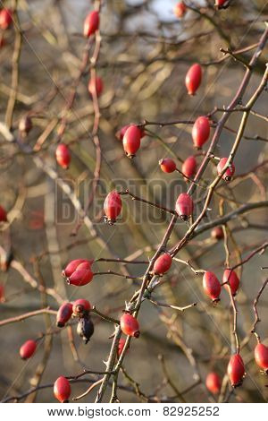 Dogs Rose Hips