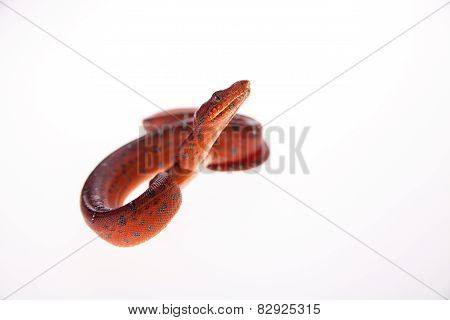 Emerald tree boa, 2 days old, isolated on white