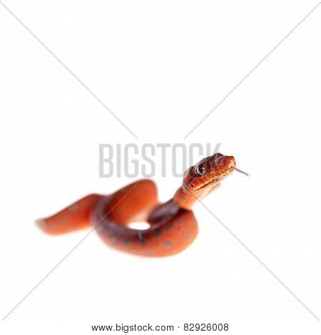 Emerald tree boa, 2 days old, isolated on white