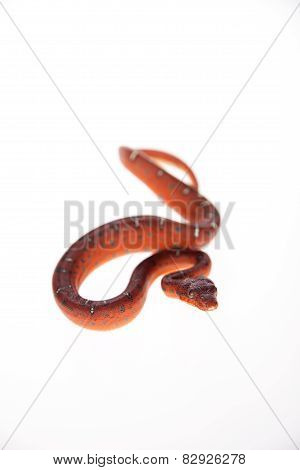 Emerald tree boa, 2 days old, isolated on white