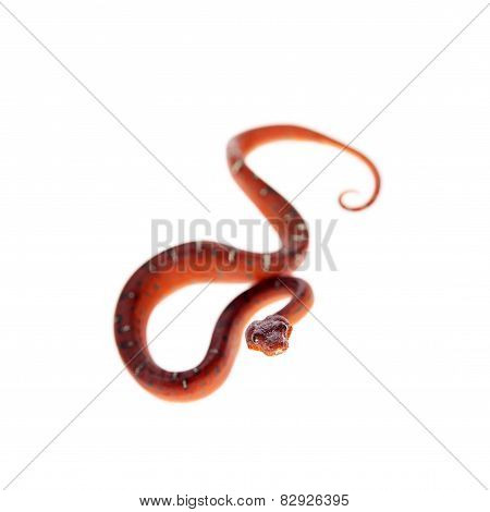 Emerald tree boa, 2 days old, isolated on white