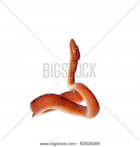Emerald tree boa, 2 days old, isolated on white