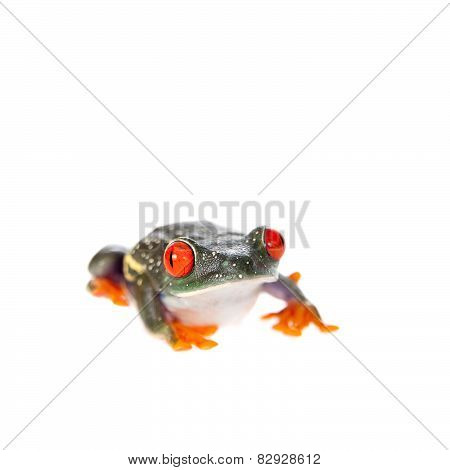 Red eyed tree frog at night on white background
