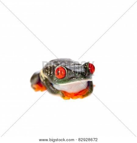 Red eyed tree frog at night on white background