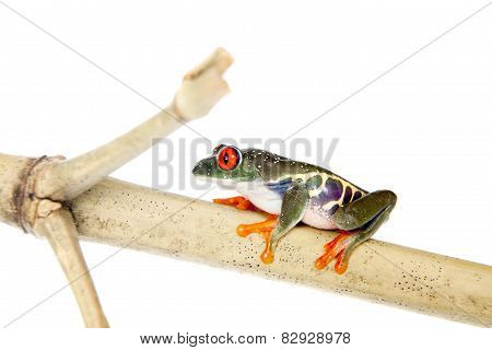 Red eyed tree frog at night on white background