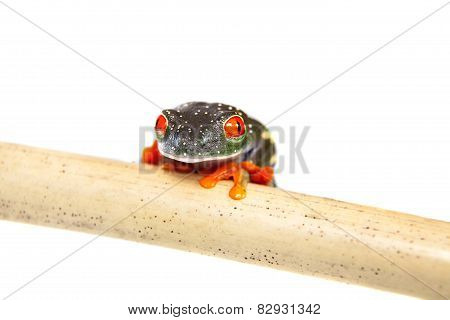 Red eyed tree frog at night on white background