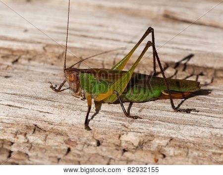 Meadow Katydid