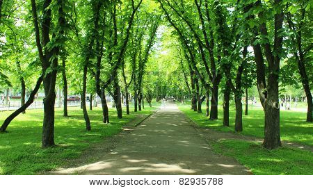 Beautiful Park With Many Green Trees