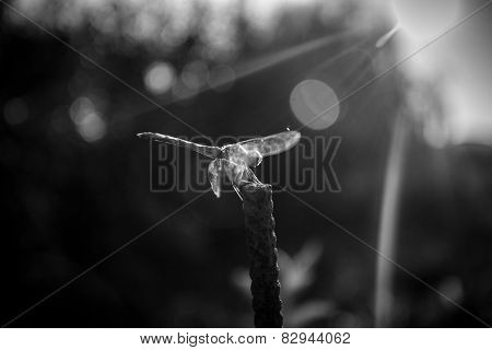 Black And White Shot Of Dragonfly Sitting On Branch.