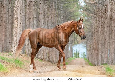 Beautiful red horse Arabian breed walking on the road in the forest on the background of large pines