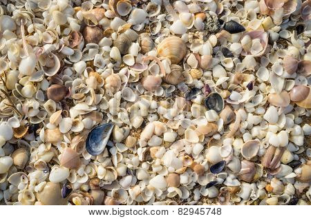 Shells