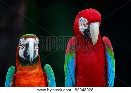 Greenwinged Macaw And Harlequin Macaw