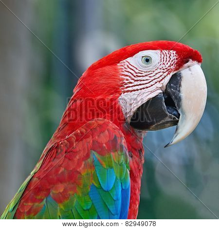 Greenwinged Macaw