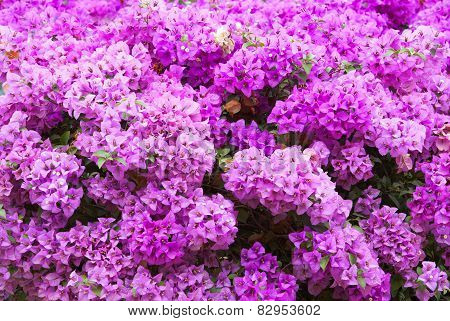 Bougainvillea Flowers Pink On Tree.