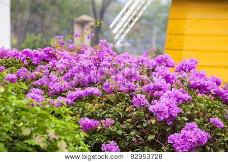 Bougainvillea Flowers Pink On Tree.