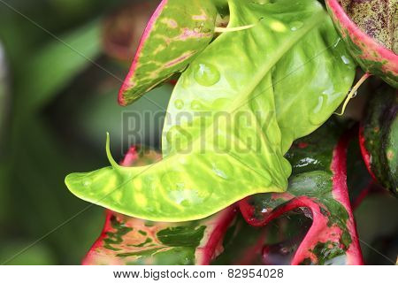 Codiaeum Variegatum