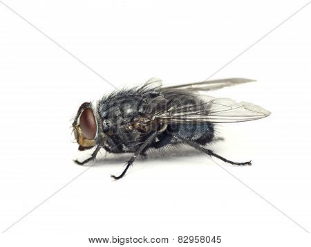 Fly