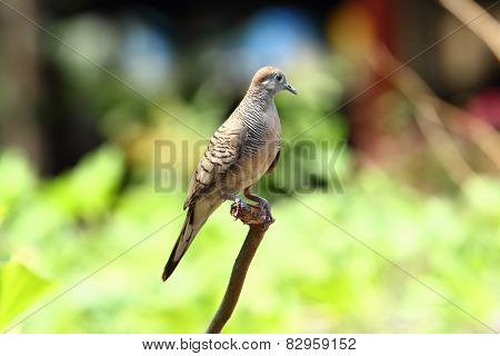 Zebra Dove