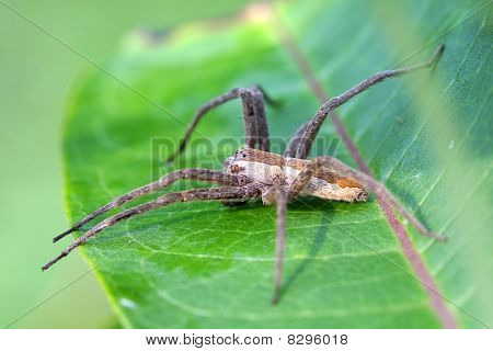 Scuola materna-web Spider