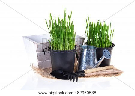 Gardening Concept.